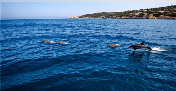 Vivez l'expérience exceptionnelle de voir des dauphins en méditerranée